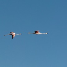 Beautiful birds these Flamingos